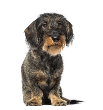 Dachshund (8 yaşında)