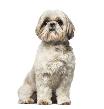 Shih Tzu (3 yaşında)