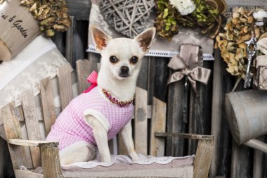 Chihuahua rustik bir arka plan önünde