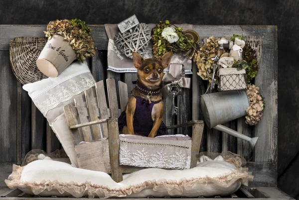 Chihuahua in front of a rustic background — Stock Photo, Image