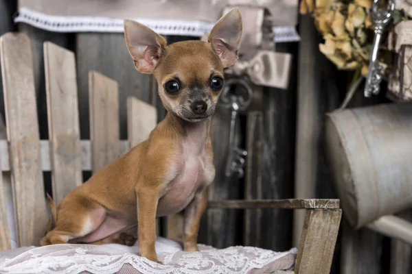 Chihuahua framför en rustik bakgrund — Stockfoto