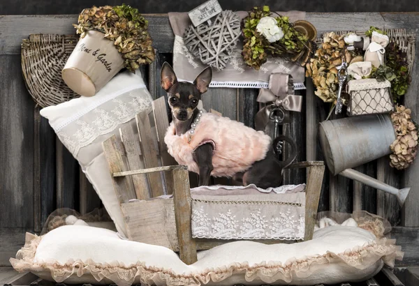 Chihuahua voor een rustieke achtergrond — Stockfoto