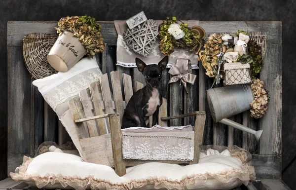 Chihuahua in front of a rustic background — Stock Photo, Image