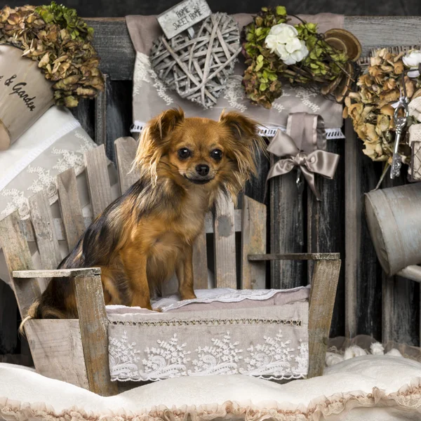 Chihuahua di fronte a uno sfondo rustico — Foto Stock