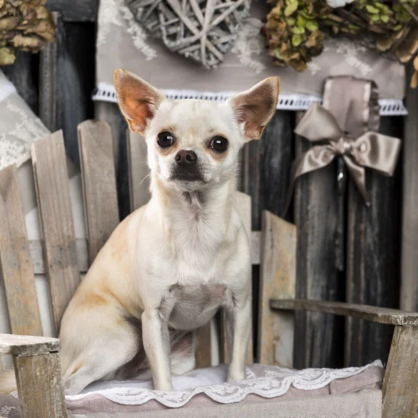 Chihuahua voor een rustieke achtergrond — Stockfoto