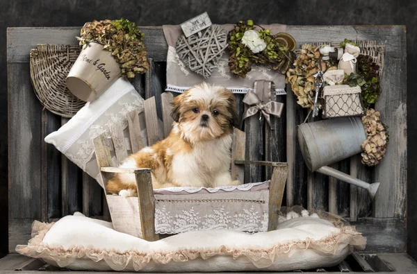 Shih Tzu in front of a rustic background — Stock Photo, Image