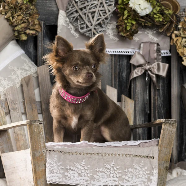 Chihuahua rustik bir arka plan önünde — Stok fotoğraf