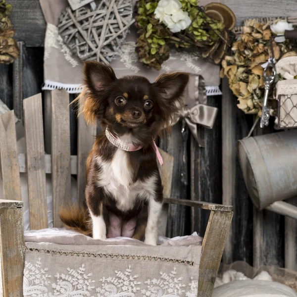 Chihuahua na frente de um fundo rústico — Fotografia de Stock