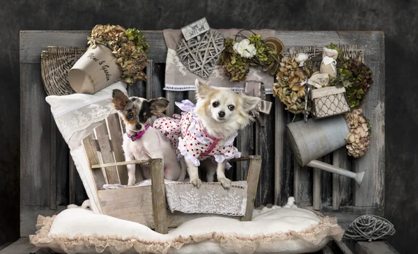 Chihuahuas in front of a rustic background — Stock Photo, Image