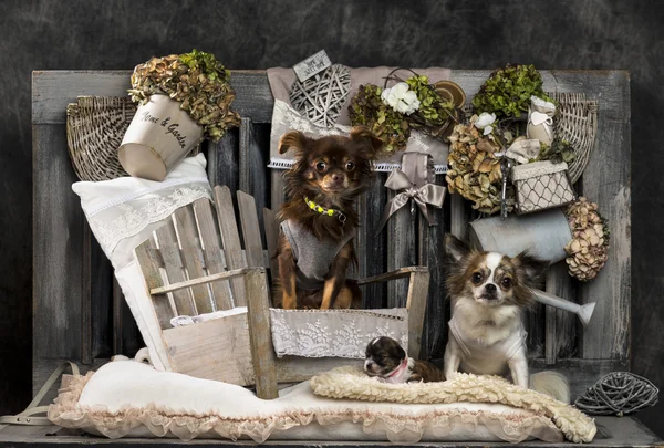 Chihuahuas voor een rustieke achtergrond — Stockfoto