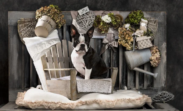 French Bulldog in front of a rustic background — Stock Photo, Image