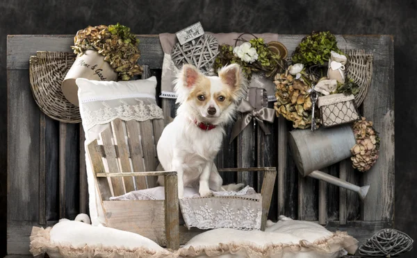 Chihuahua in front of a rustic background — Stock Photo, Image