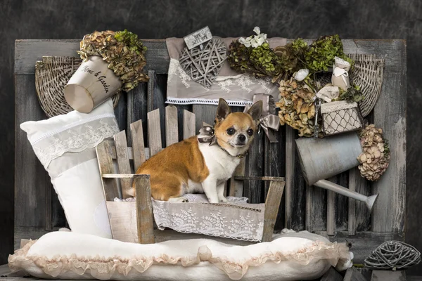 Chihuahua przed rustykalne tło — Zdjęcie stockowe