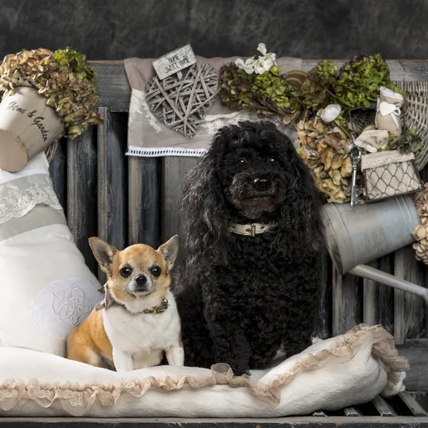 Chihuahua y caniche frente a un fondo rústico — Foto de Stock