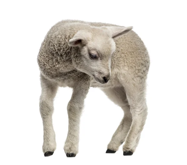 Lamb (8 weken oud) geïsoleerd op wit — Stockfoto