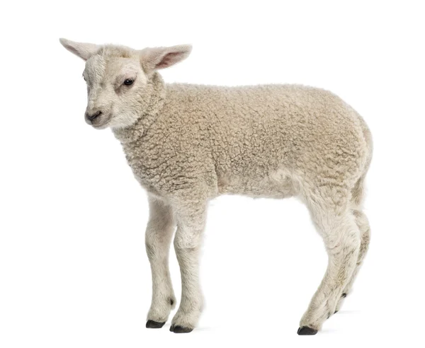 Lamb (8 weken oud) geïsoleerd op wit — Stockfoto