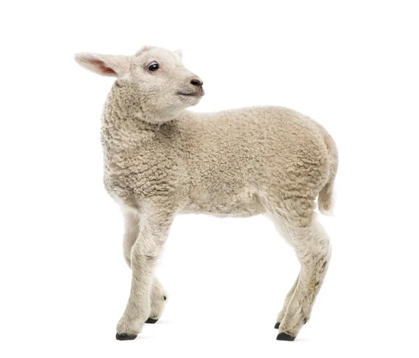 Lamb (8 weeks old) isolated on white — Stock Photo, Image