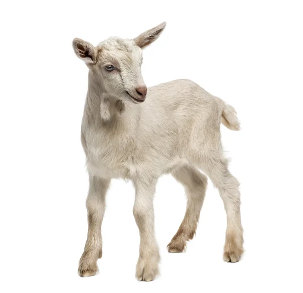 Niño cabra (8 semanas de edad) aislado en blanco — Foto de Stock