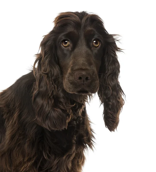 Close-up van een Engelse Cocker Spaniel (8 maanden oud) — Stockfoto