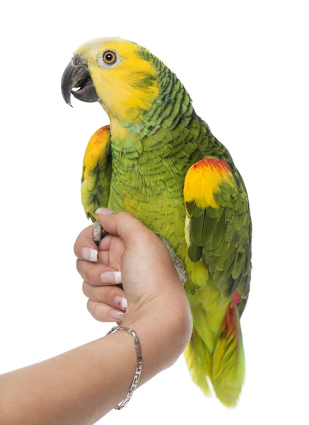 Papoušek na ruku — Stock fotografie