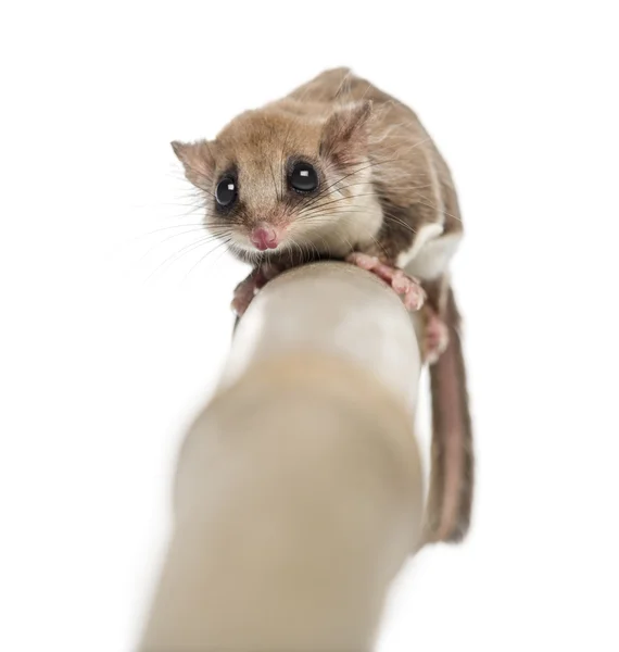 Planador de açúcar em um ramo - Acrobates pygmaeus — Fotografia de Stock