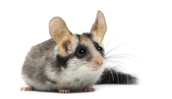 Asiática jardín dormouse (Eliomys melanurus) aislado en blanco — Foto de Stock