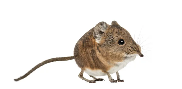 Elephant shrew - rypáčku proboscideus - izolované na whitre — Stock fotografie