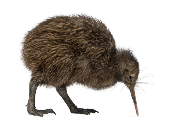 North Island Brown Kiwi, Apteryx mantelli, 3 meses — Fotografia de Stock