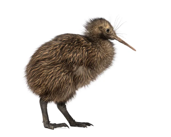 Severní ostrov Brown Kiwi, Apteryx mantelli, 3 měsíce starý — Stock fotografie