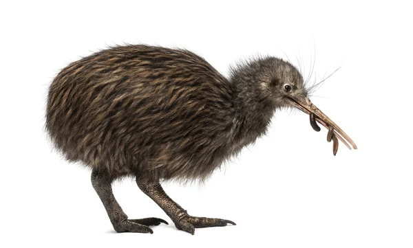 North Island Brown Kiwi comiendo una lombriz de tierra Apteryx mantelli — Foto de Stock