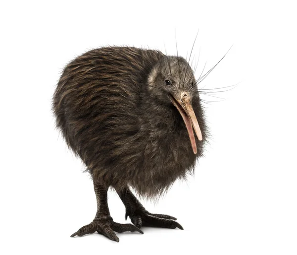 Severní ostrov Brown Kiwi, Apteryx mantelli — Stock fotografie