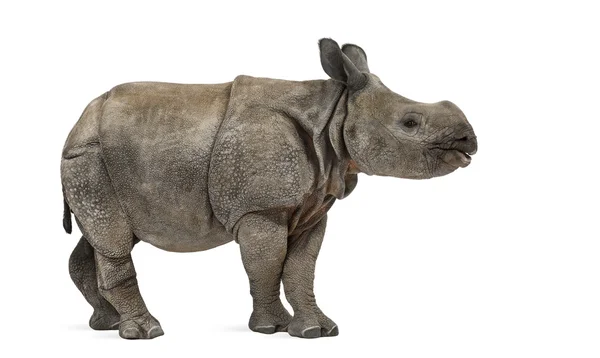 Young Indian one-horned rhinoceros (8 months old) — Stock Photo, Image