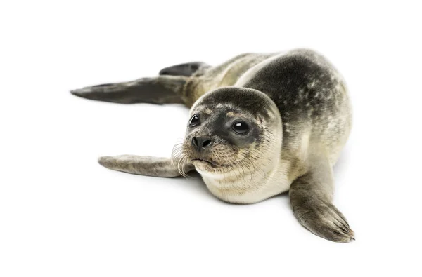 Cachorro de foca común, aislado en blanco —  Fotos de Stock