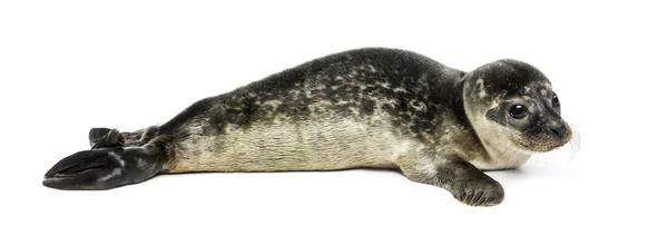 Cachorro de foca común, aislado en blanco — Foto de Stock