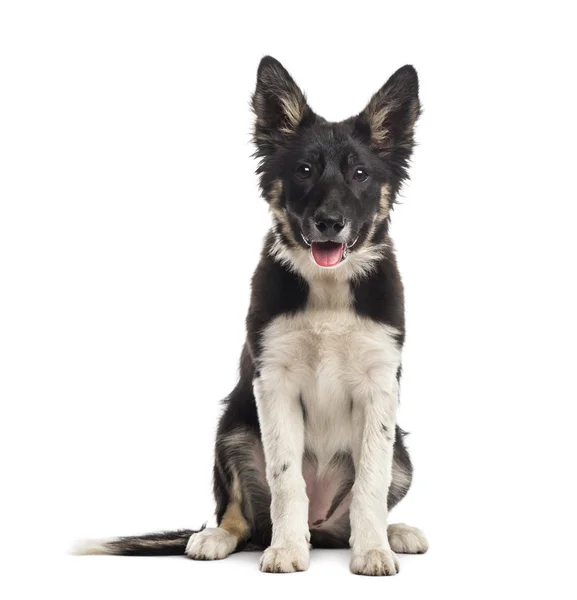 Collie di frontiera seduta — Foto Stock