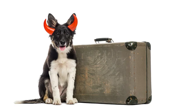 Border collie sitter bredvid en gammal resväska — Stockfoto