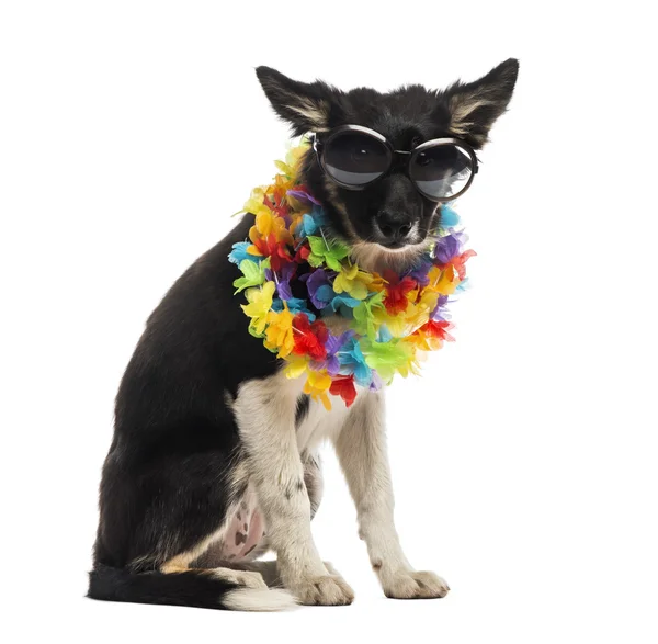 Border Collie sitzt mit Sonnenbrille und hawaiianischem Lei — Stockfoto