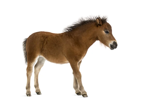 Shetland foal - 1 month old — Stock Photo, Image