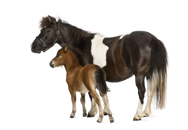 Shetland and foal- 12 ans-1 mois — Photo