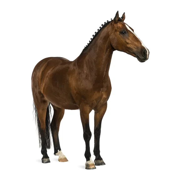 Walisisches Pony - 17 Jahre alt, equus ferus caballus — Stockfoto