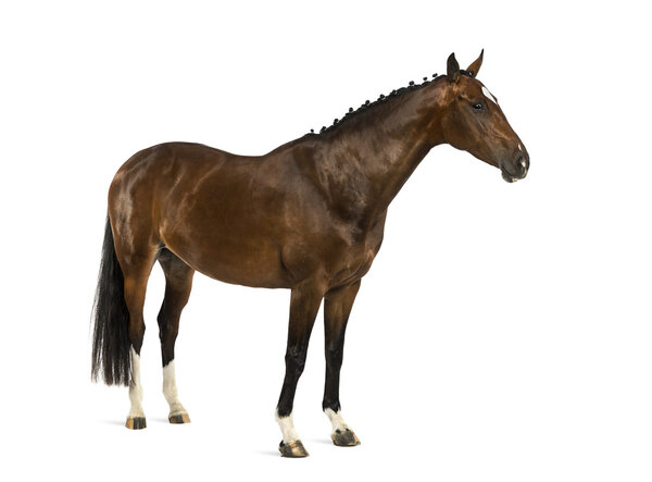 Rheinlander - 6 лет
