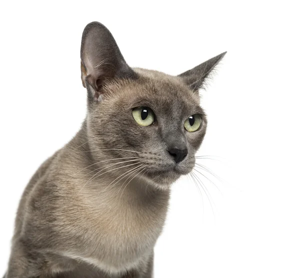 Tonkinese (18 meses) ) —  Fotos de Stock