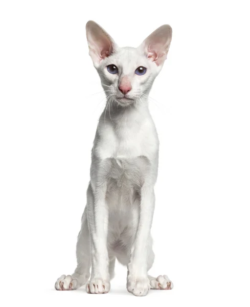 Oriental Shorthair, sitting, isolated on white  (6 months old) — Stock Photo, Image