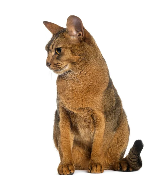 Beyaz izole abyssinian, oturan (2 yıl) — Stok fotoğraf