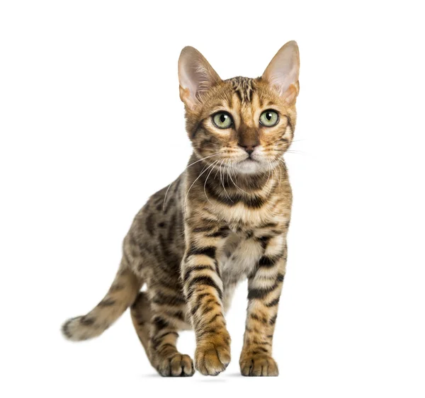 Young Bengalen kat (5 maanden oud), geïsoleerd op wit — Stockfoto