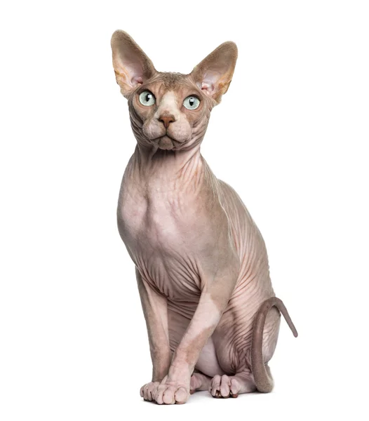 Sphynx (1 år gammal) sittande — Stockfoto