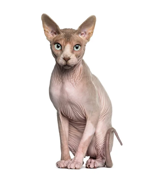 Sphynx (1 år gammal) sittande — Stockfoto