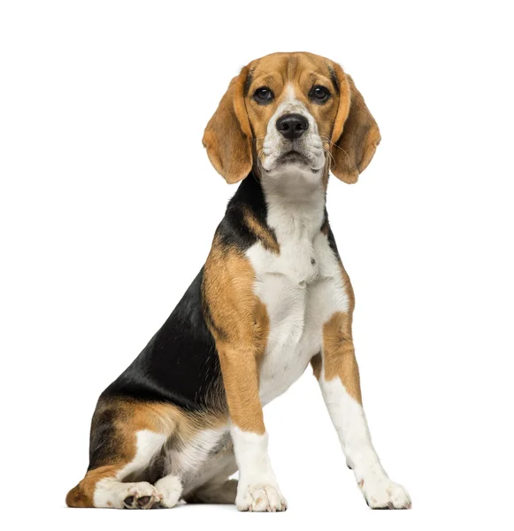 Beagle (3 años) ) — Foto de Stock