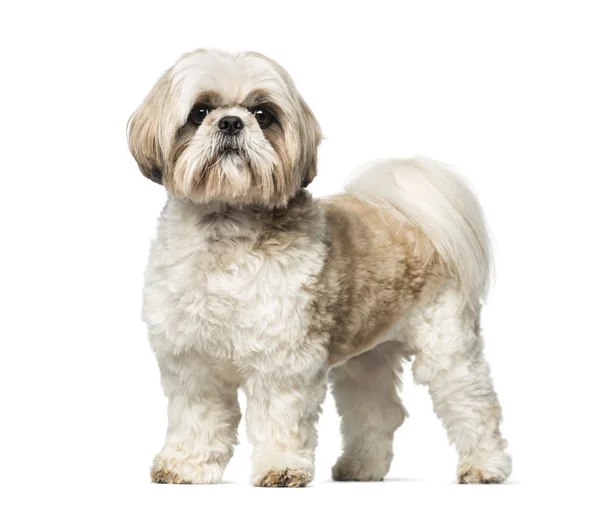 Shih Tzu (3 года) ) — стоковое фото