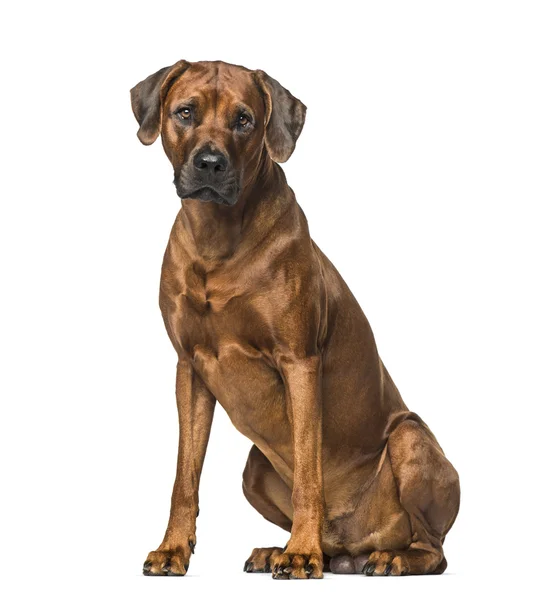 Rhodesian ridgeback (3 Jahre alt)) — Stockfoto